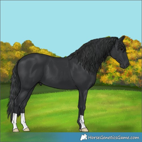 Horse Color:Black 