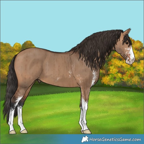 Horse Color:Bay Dun Sabino Brindle