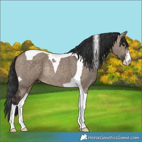 Horse Color:Brown Dun Sabino Tobiano Rabicano 