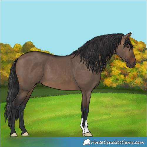 Horse Color:Brown Dun 