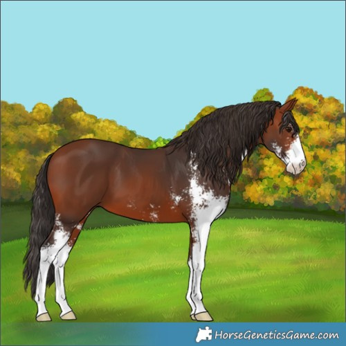 Horse Color:Bay Sabino 