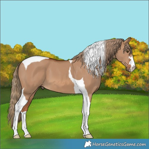 Horse Color:Red Dun Tobiano 