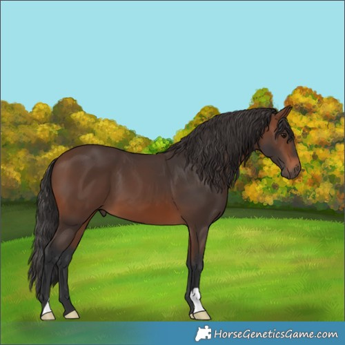 Horse Color:Brown 