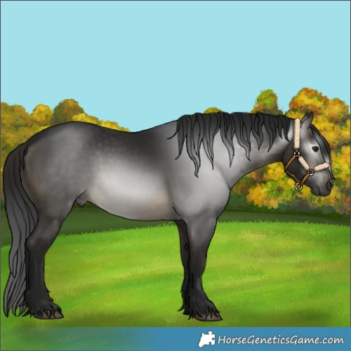 Horse Color:Gray Buckskin
