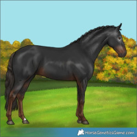 Horse Color:Gray Liver Chestnut 