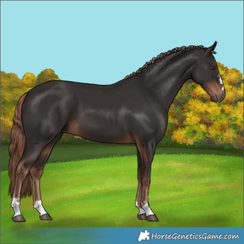 Horse Color:Liver Chestnut