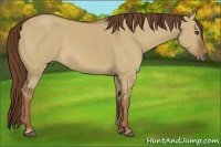 Horse Color:Red Dun 