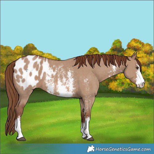Horse Color:Red Dun Sabino Blanket