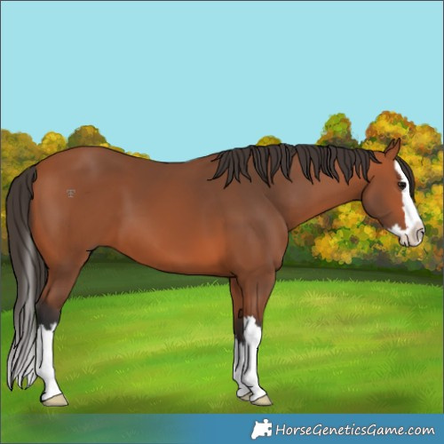 Horse Color:Bay Splash 