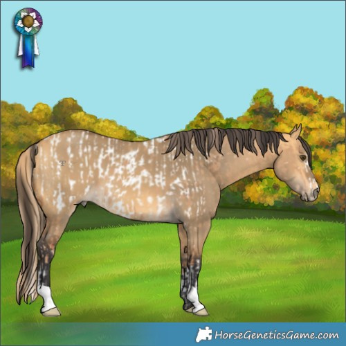 Horse Color:Red Dun Near Leopard and Buckskin Dun