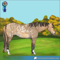 Horse Color:Red Dun Near Leopard  and Buckskin Dun 