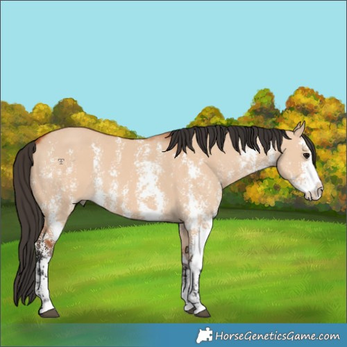 Horse Color:Bay Dun Sabino Splash