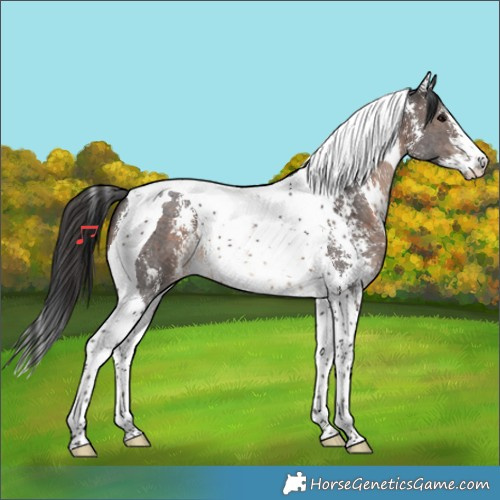 Horse Color:Brown Sabino Tobiano 