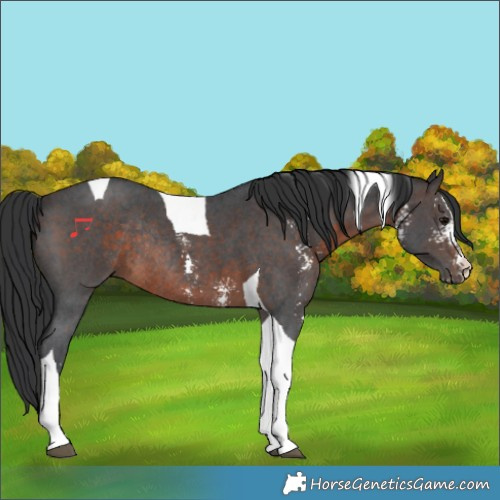 Horse Color:Brown Sabino Tobiano Rabicano