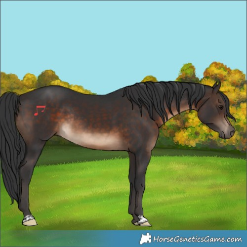 Horse Color:Brown Rabicano