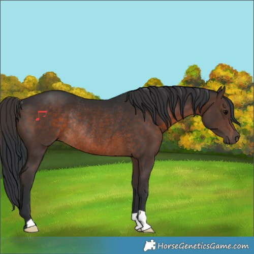 Horse Color:Brown Rabicano 