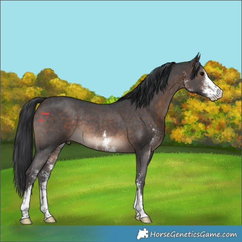 Horse Color:Brown Sabino Rabicano