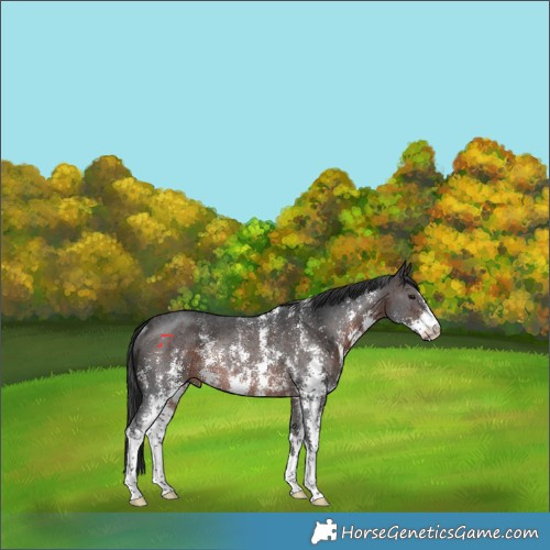 Horse Color:Brown Sabino Rabicano 
