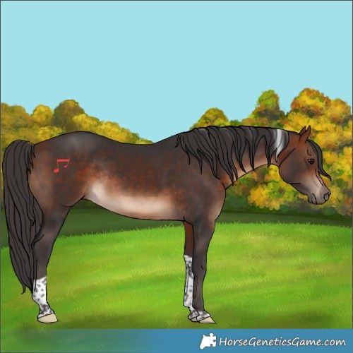 Horse Color:Bay Tobiano Rabicano
