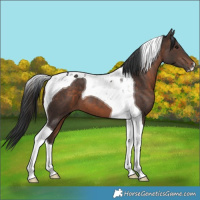 Horse Color:Brown Tobiano 