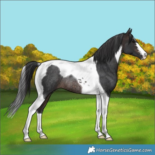 Horse Color:Brown Tobiano Rabicano