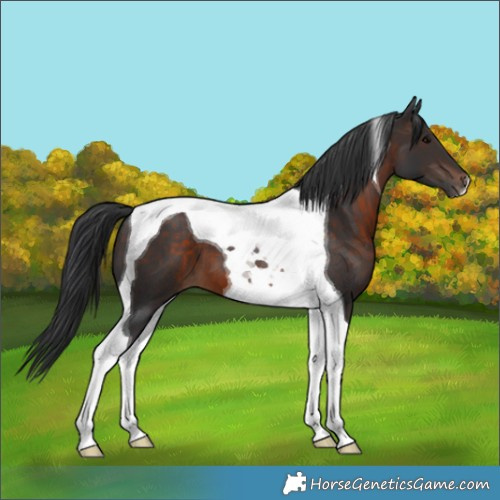 Horse Color:Brown Tobiano 