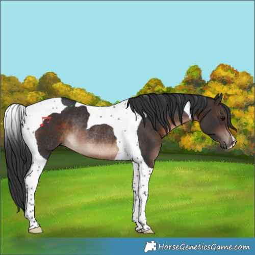 Horse Color:Brown Tobiano Rabicano 