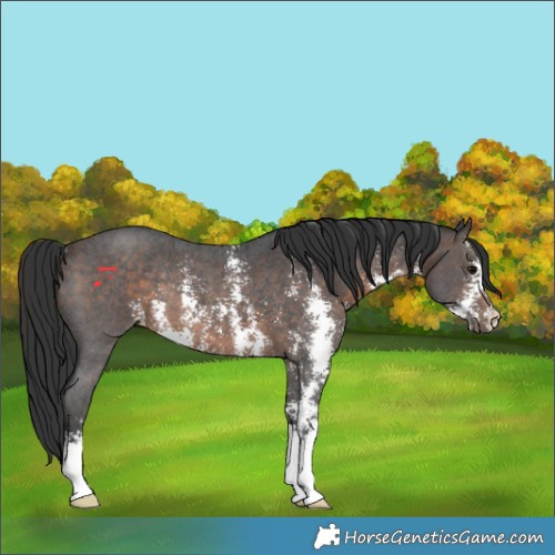 Horse Color:Brown Sabino Rabicano