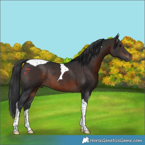 Horse Color:Brown Tobiano Rabicano 