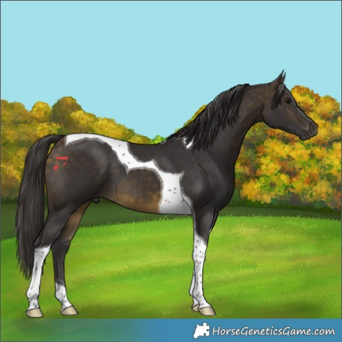 Horse Color:Buckskin Tobiano 