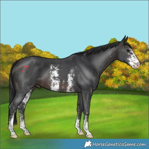 Horse Color:Brown Sabino 