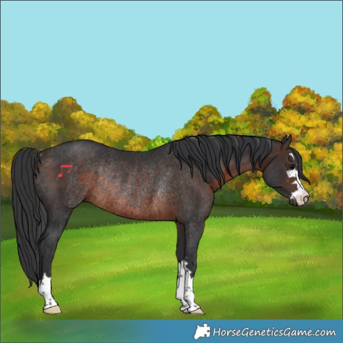 Horse Color:Brown Rabicano 