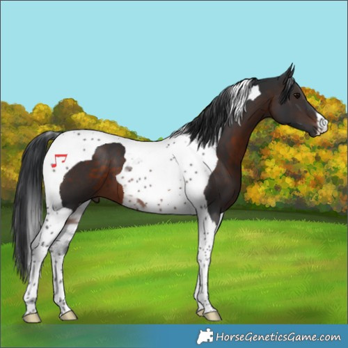 Horse Color:Brown Tobiano 