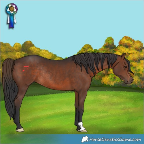 Horse Color:Brown Rabicano
