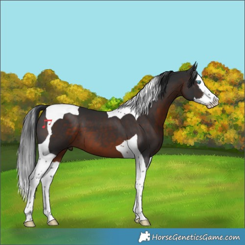 Horse Color:Brown Splash Tobiano 