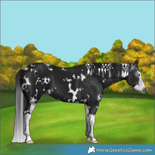 Horse Color:Gray White Spotted Black Splash