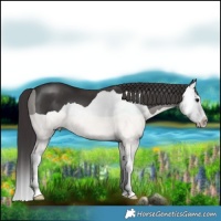 Horse Color:Smoky Black Splash