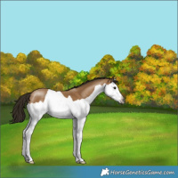 Horse Color:Gray Buckskin Splash