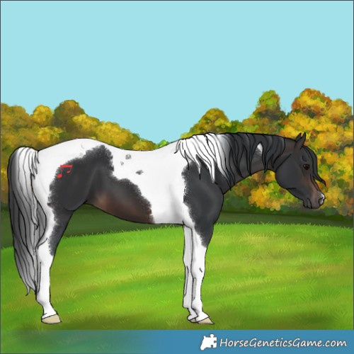 Horse Color:Brown Tobiano 