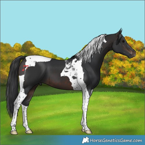 Horse Color:Brown Tobiano 