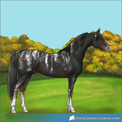 Horse Color:Powder White Liver Chestnut Appaloosa