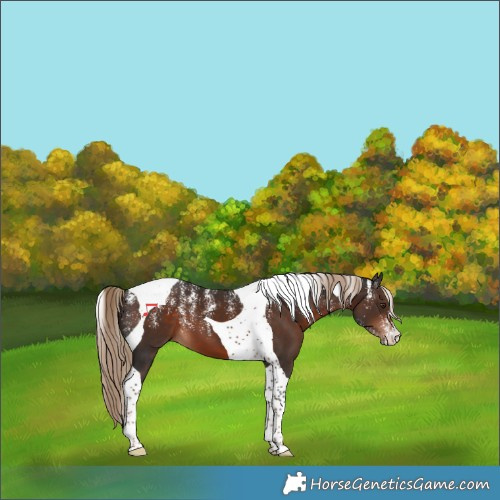 Horse Color:Powder White Liver Chestnut Tobiano 