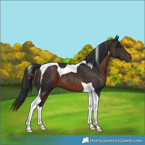 Horse Color:Brown Tobiano