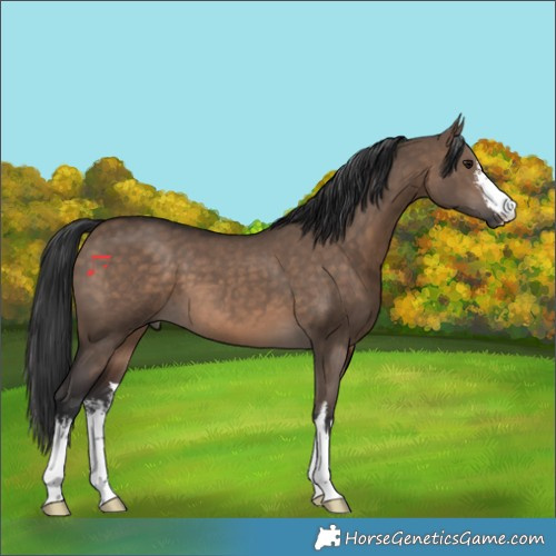 Horse Color:White Spotted Brown Dun 
