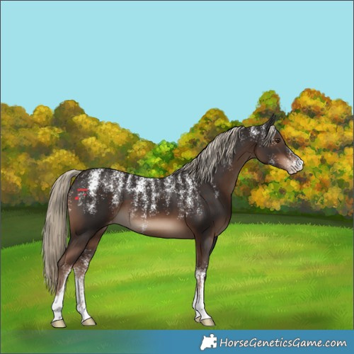 Horse Color:Powder White Liver Chestnut Appaloosa 