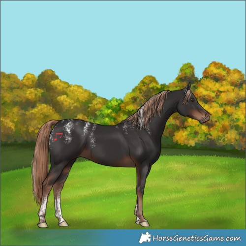 Horse Color:Powder White Liver Chestnut Rabicano 
