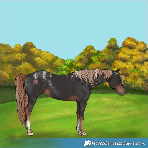 Horse Color:Powder White Liver Chestnut Rabicano