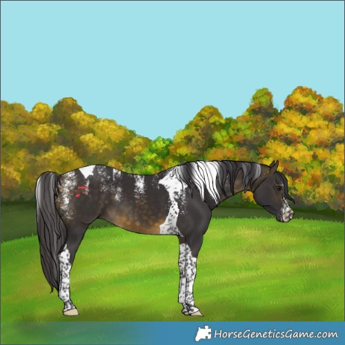Horse Color:Powder White Buckskin Tobiano