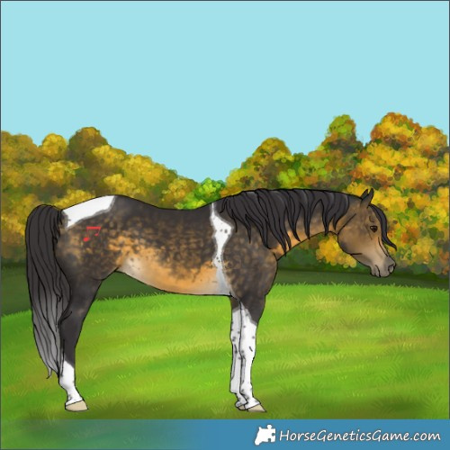 Horse Color:Buckskin Tobiano 