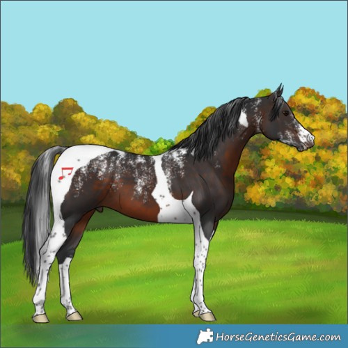 Horse Color:Powder White Brown Tobiano 